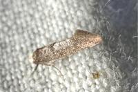 Swammerdamia