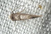 Swammerdamia