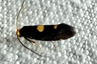 Incurvaria oehlmanniella