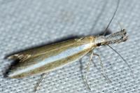 Pleurota aristella