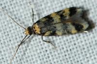 Oegoconia