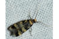 Oegoconia