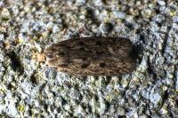Hofmannophila pseudospretella