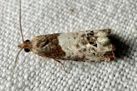 Notocelia roborana