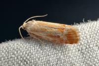 Rhyacionia buoliana