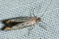Scythris