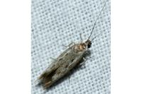 Scythris