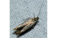 Scythris