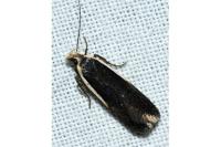 Nothris lemniscellus