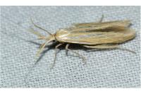 Coleophora