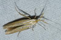 Coleophora