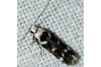 Caryocolum leucothoracellum
