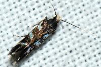 Oxypteryx wilkella