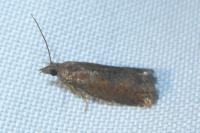Epinotia