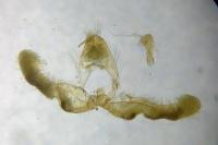 Epinotia