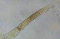 Elachista atricomella