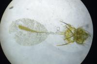 Cnephasia stephensiana