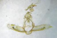 Cnephasia stephensiana