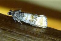 Piniphila bifasciana