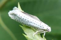 Yponomeuta evonymella