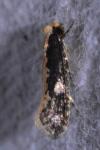 Monopis crocicapitella