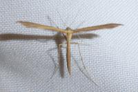 Stenoptilia pterodactyla