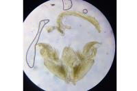 Stenoptilia pterodactyla