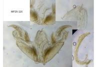 Stenoptilia pterodactyla