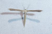 Stenoptilia zophodactyla