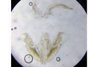 Stenoptilia zophodactyla