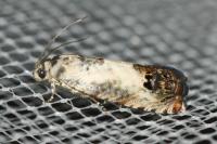 Pammene fasciana