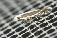 Micrurapteryx kollariella