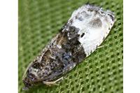 Hedya nubiferana