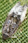 Hedya nubiferana