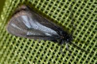 Heterogynis penella