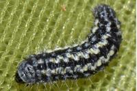 Heterogynis penella
