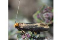 Incurvaria koerneriella