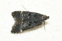 Dichomeris alacella