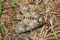 Cossus cossus