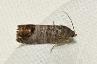 Cydia pomonella