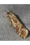 Rhyacionia buoliana