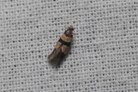 Goidanichiana jourdheuillella