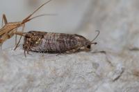 Cydia pomonella