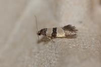 Goidanichiana jourdheuillella