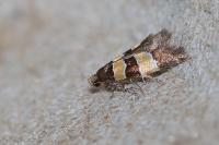 Goidanichiana jourdheuillella