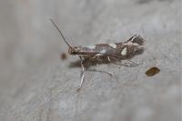 Calybites phasianipennella