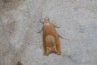 Eucosma conterminana