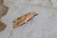 Eucosma conterminana
