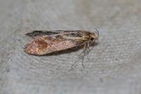 Metalampra