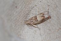 Crocidosema plebejana